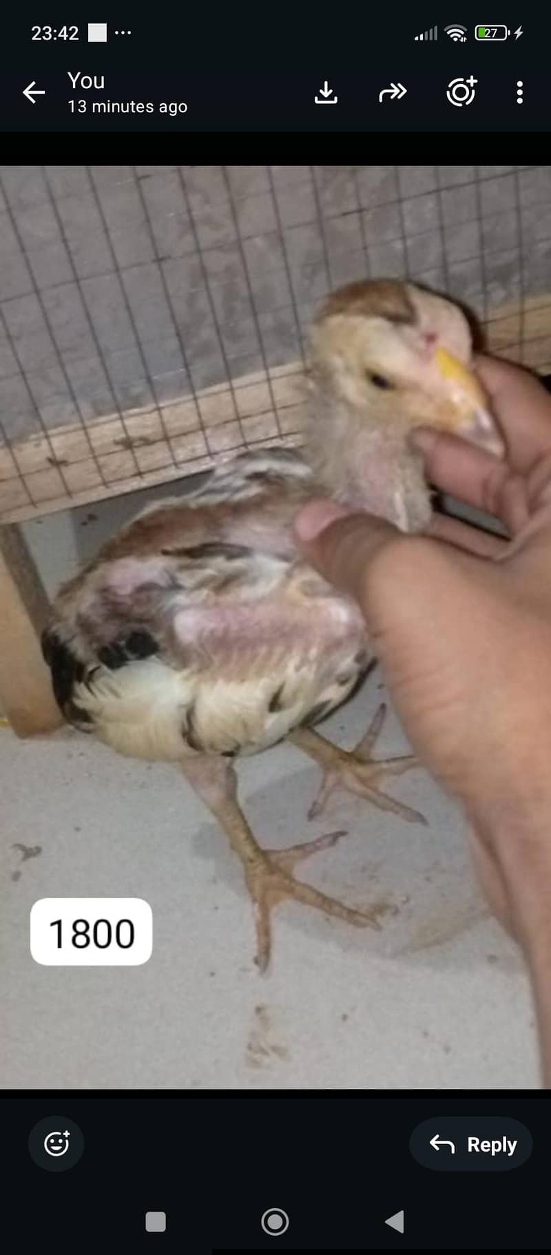 aseel java chicks 0