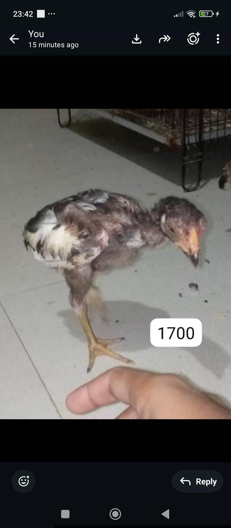 aseel java chicks 1