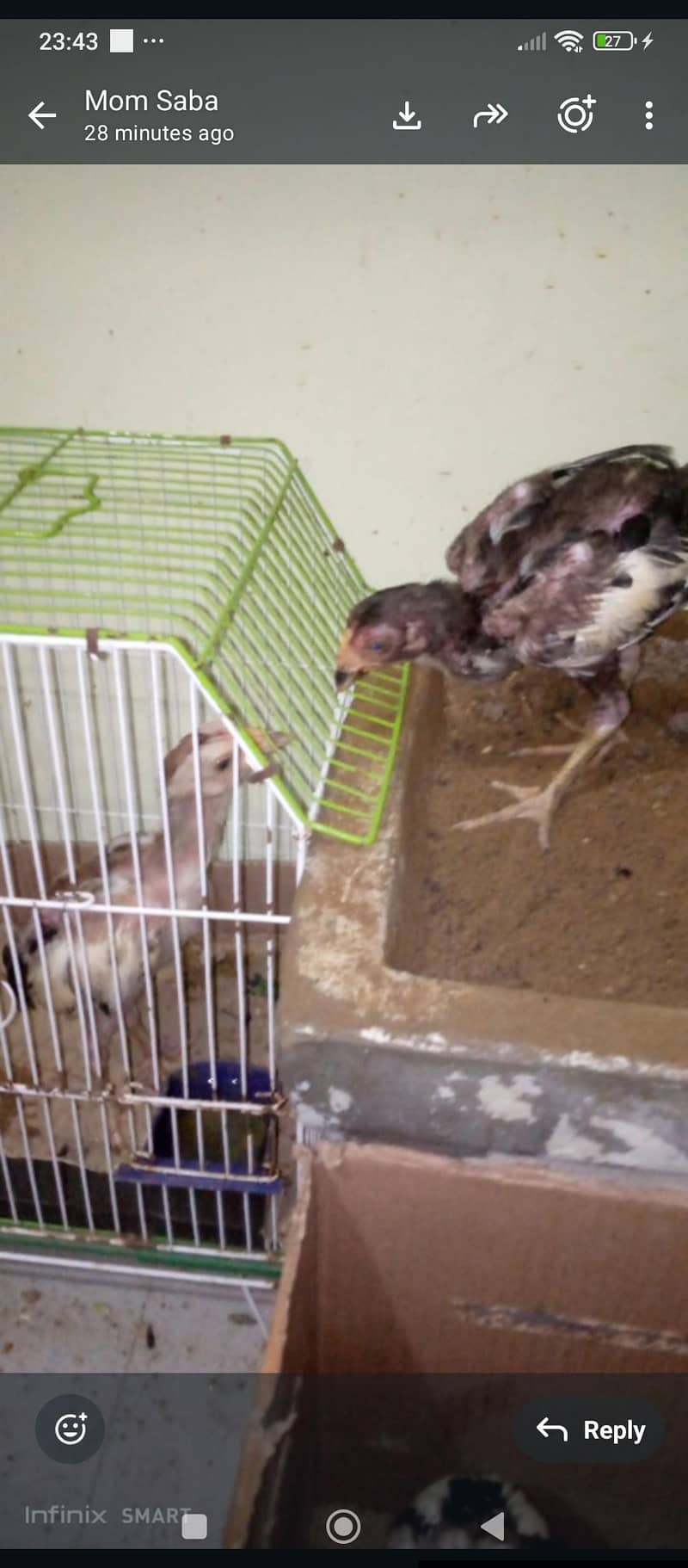 aseel java chicks 2