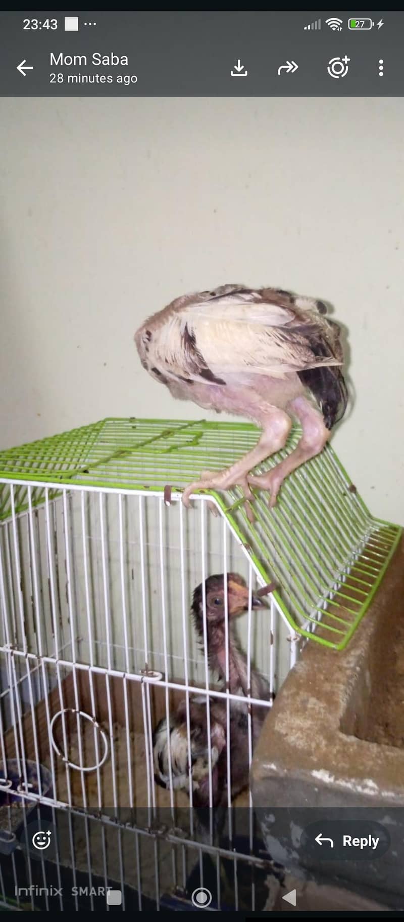 aseel java chicks 3