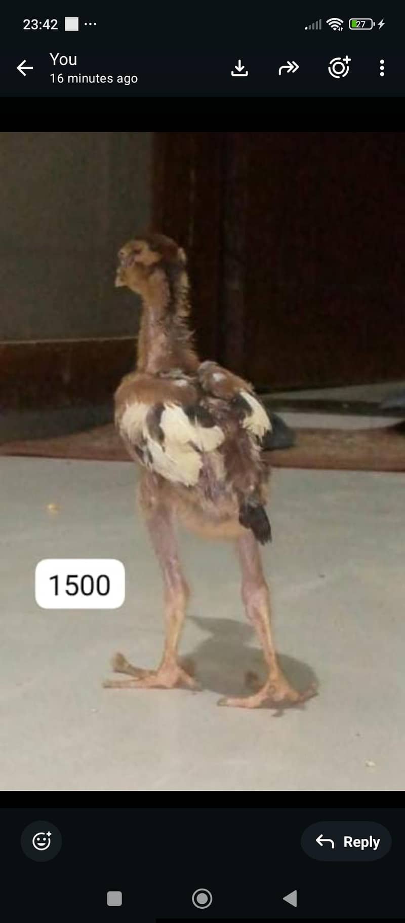 aseel java chicks 4