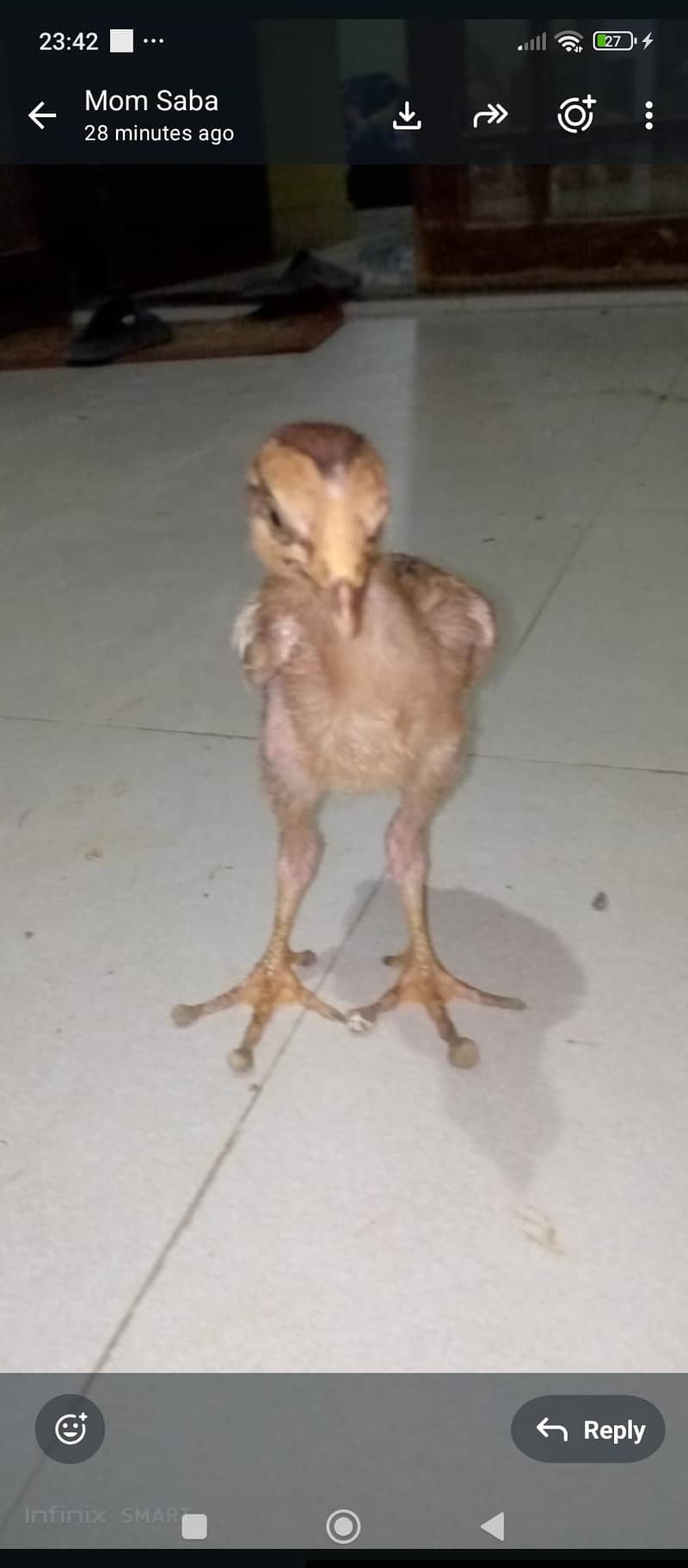 aseel java chicks 5