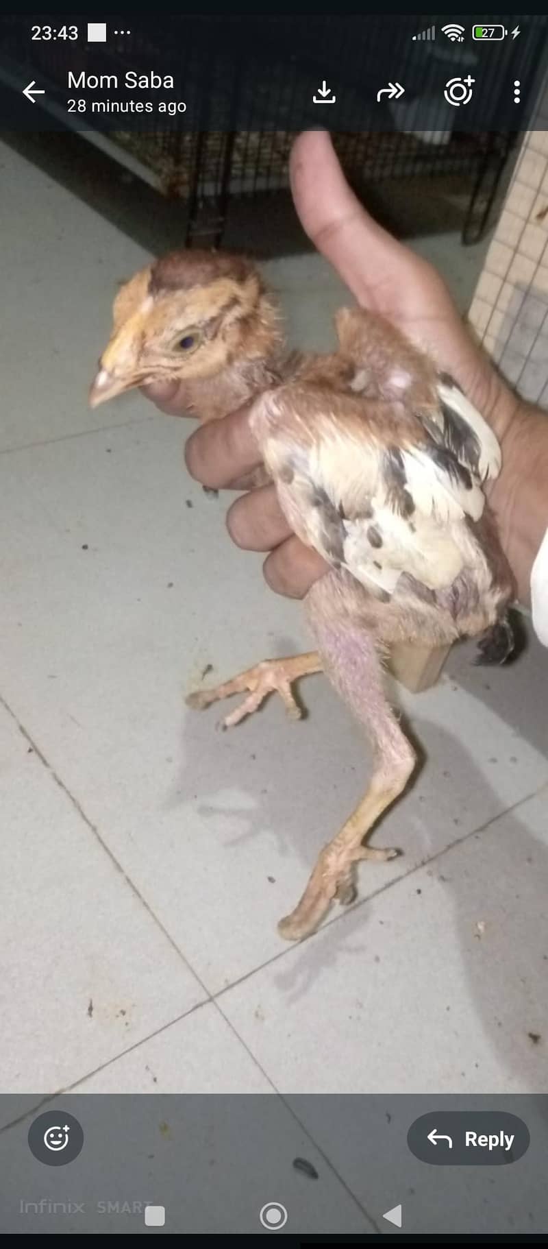 aseel java chicks 6