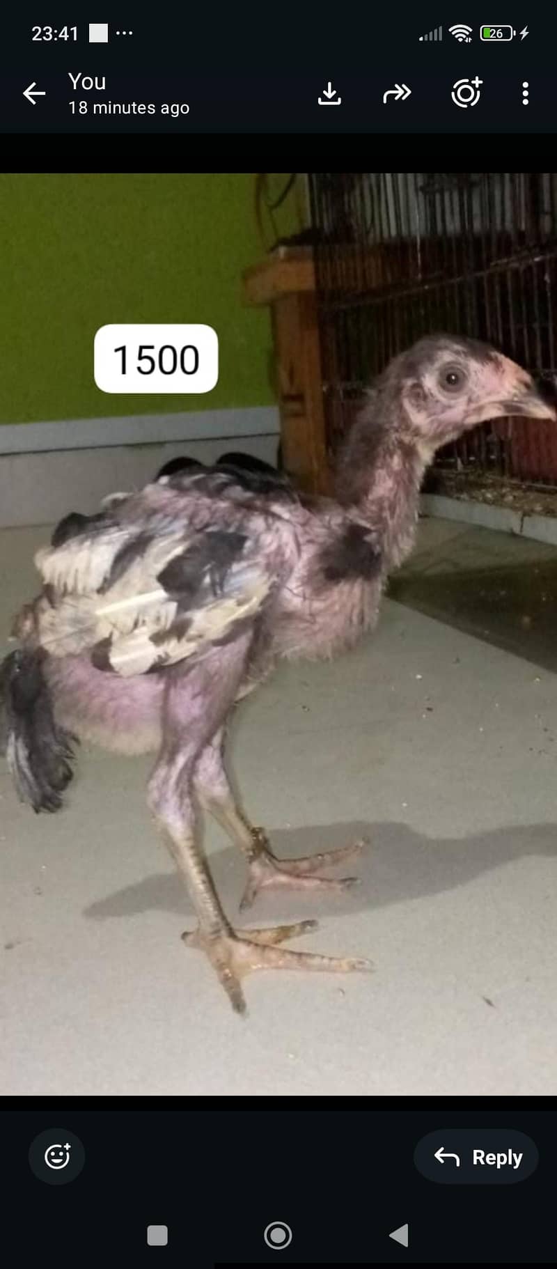 aseel java chicks 7