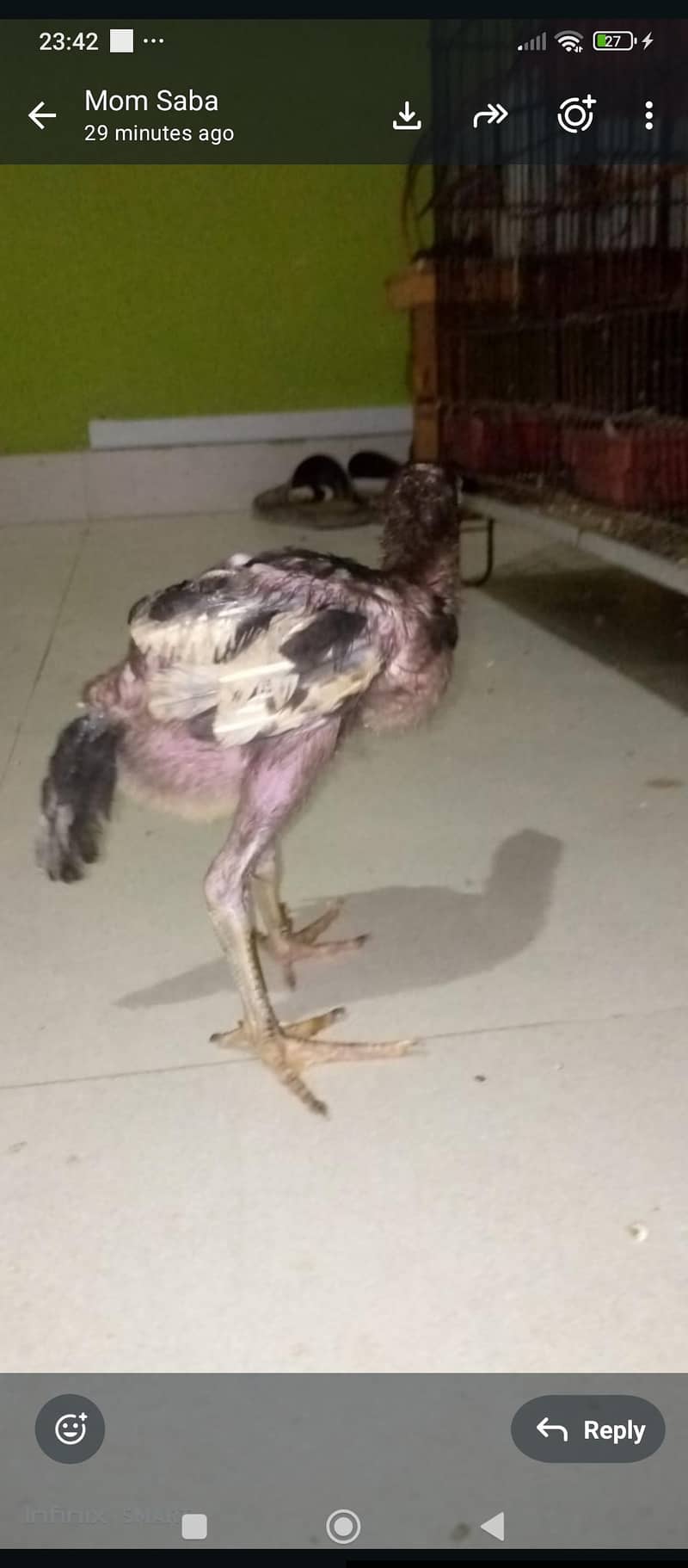 aseel java chicks 8