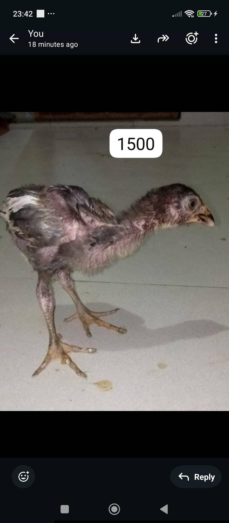 aseel java chicks 9