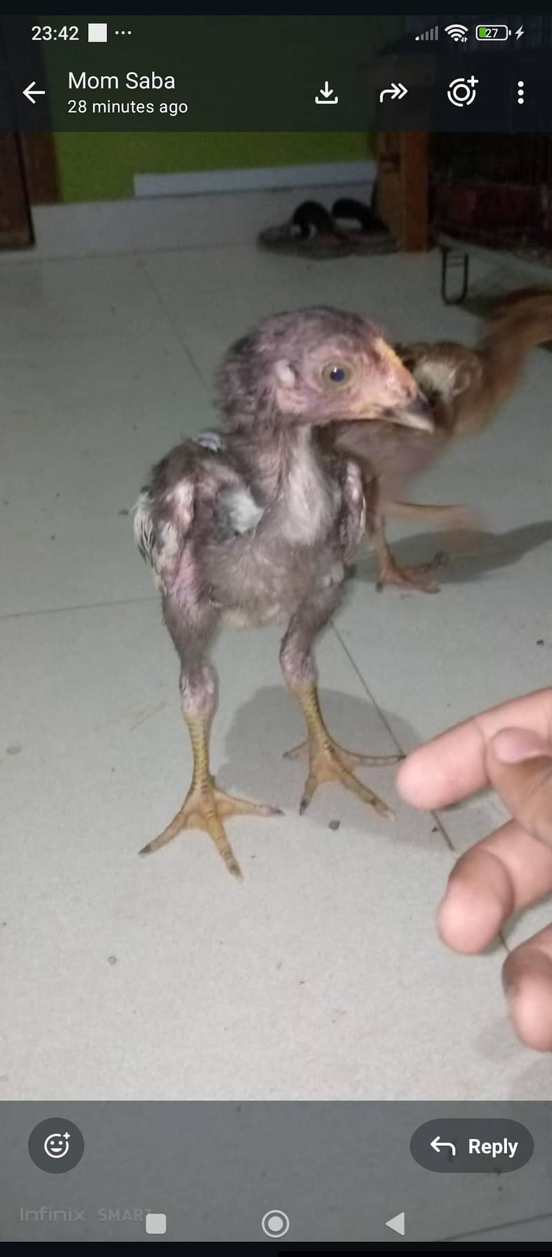 aseel java chicks 10