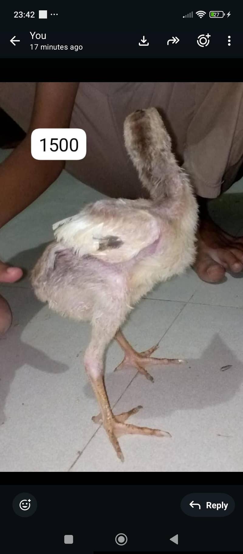 aseel java chicks 11