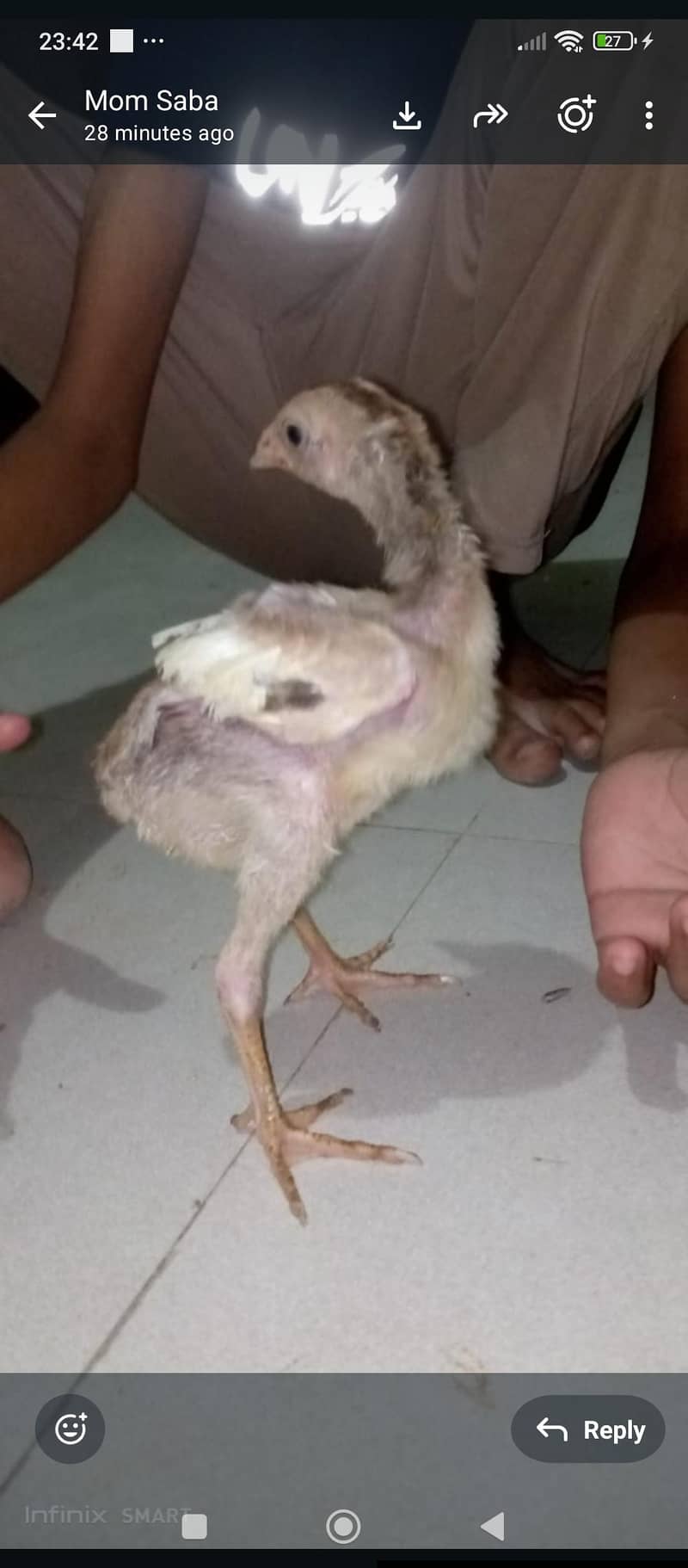 aseel java chicks 12