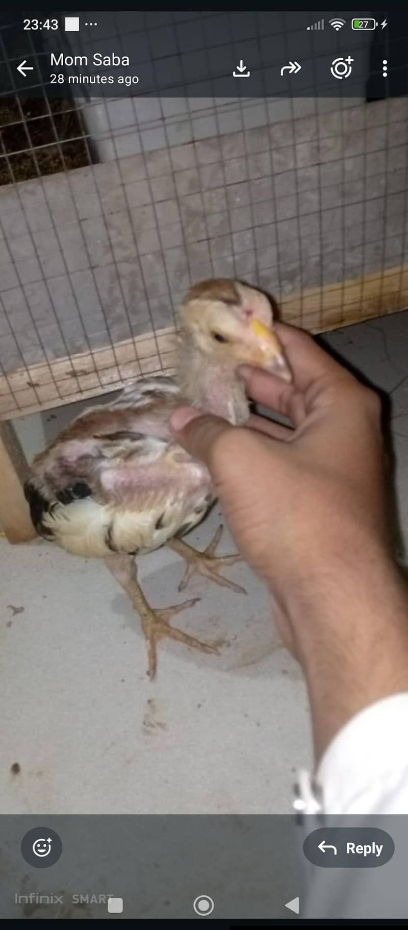aseel java chicks 14