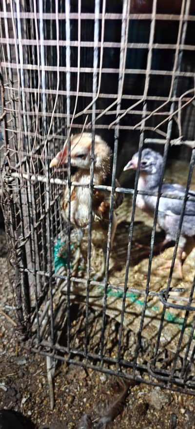 Thai aseel hens available for sale and kamaliya aseel