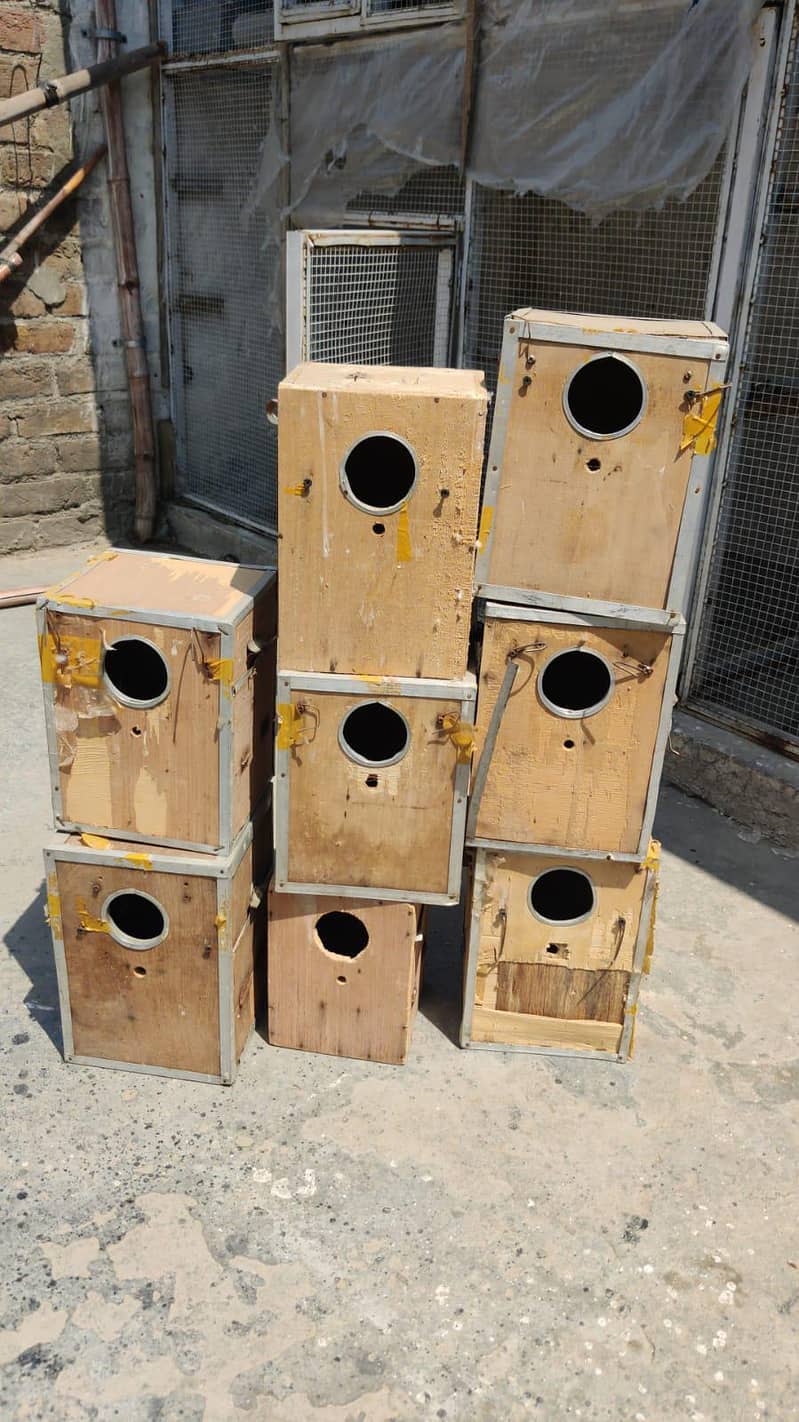 Birds boxes 0