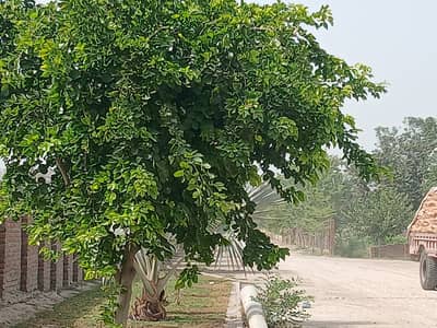 30 Marla Residential Plot For Sale