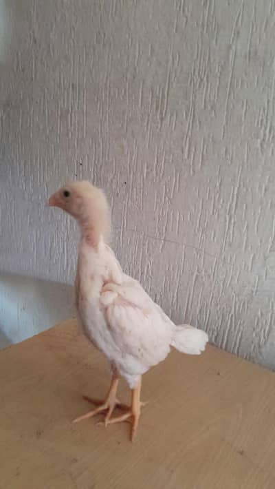 white aseel shamoo chicks
