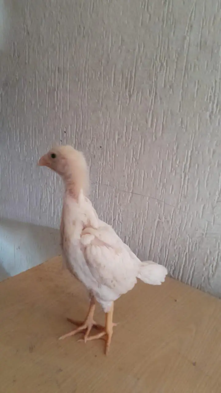 white aseel shamoo chicks