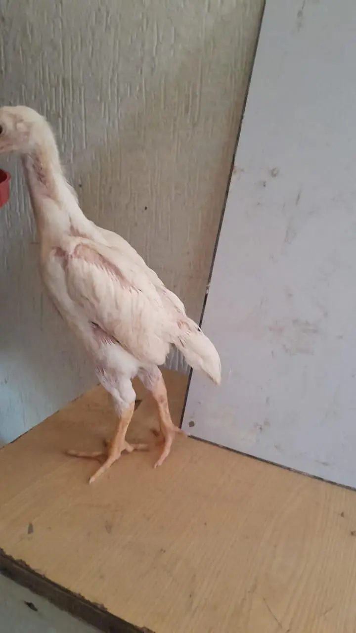 white aseel shamoo chicks — photo 2