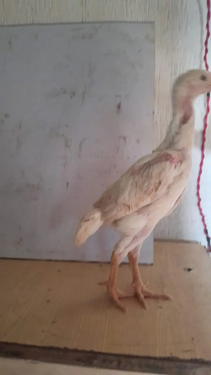 white aseel shamoo chicks — photo 3