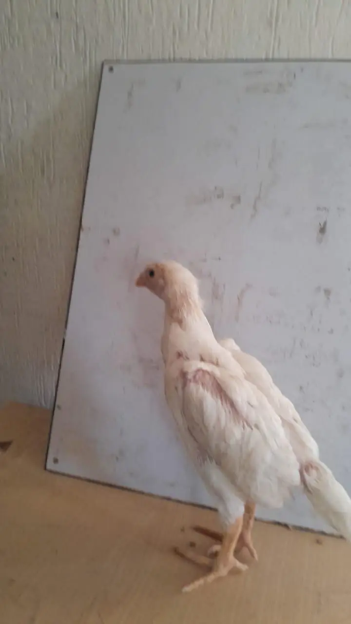white aseel shamoo chicks — photo 4