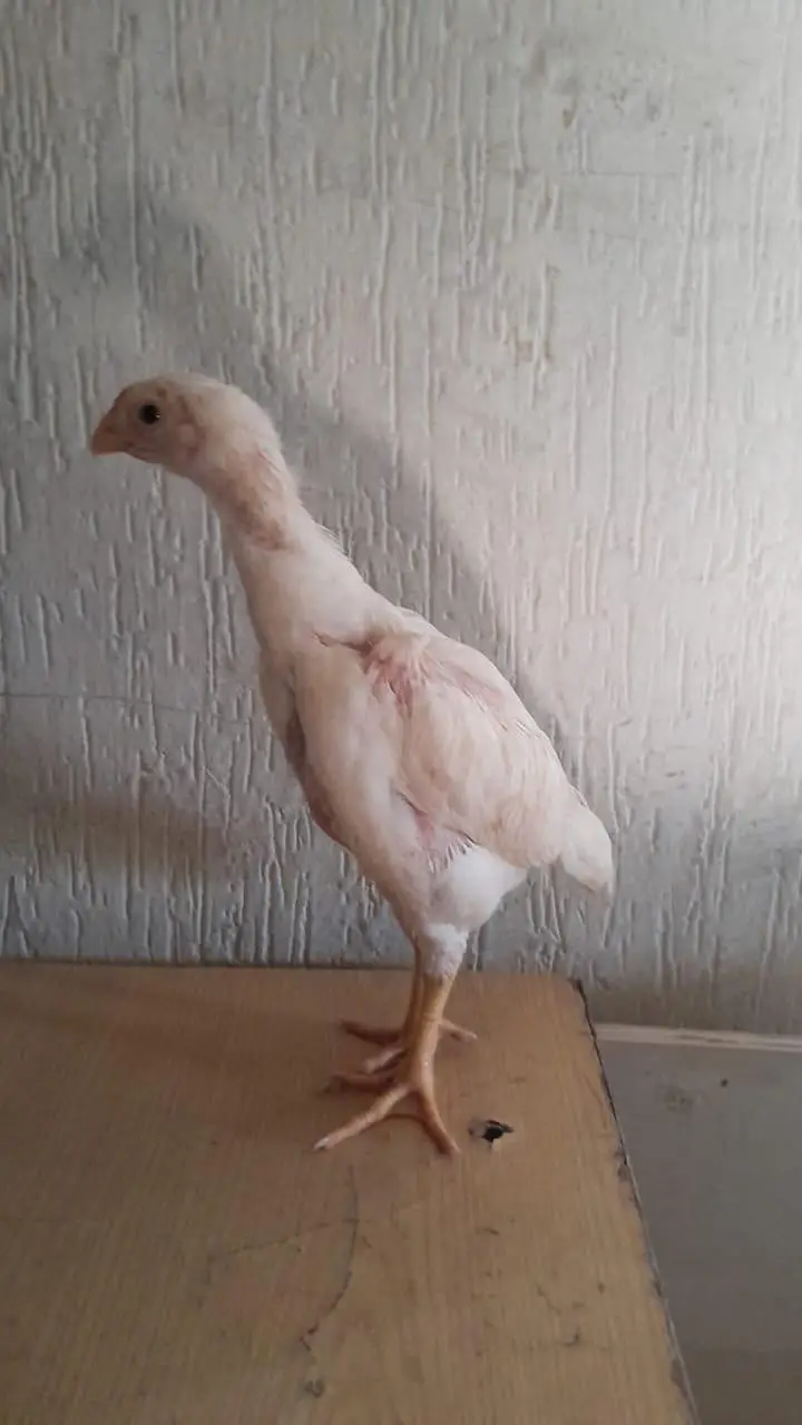 white aseel shamoo chicks — photo 5