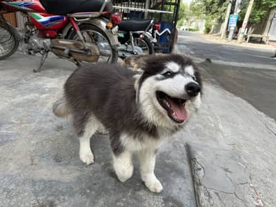 Siberian Husky puppy/ for sale /5 months age