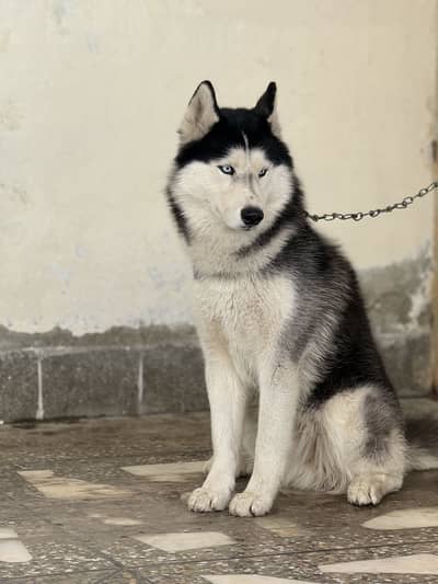 Husky male only for stud