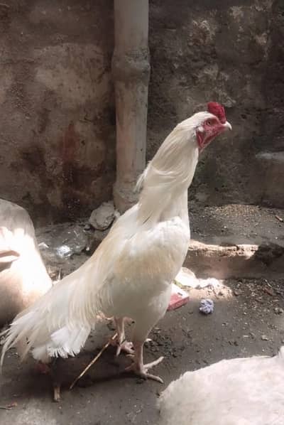 aseel murga for sale 1 ankh say kana ha