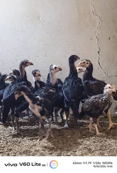 White Shamo & Pakoya Chicks