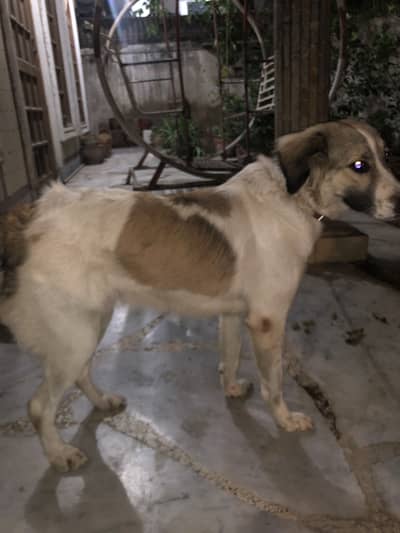 Very playful Afghan Kuchi female dog