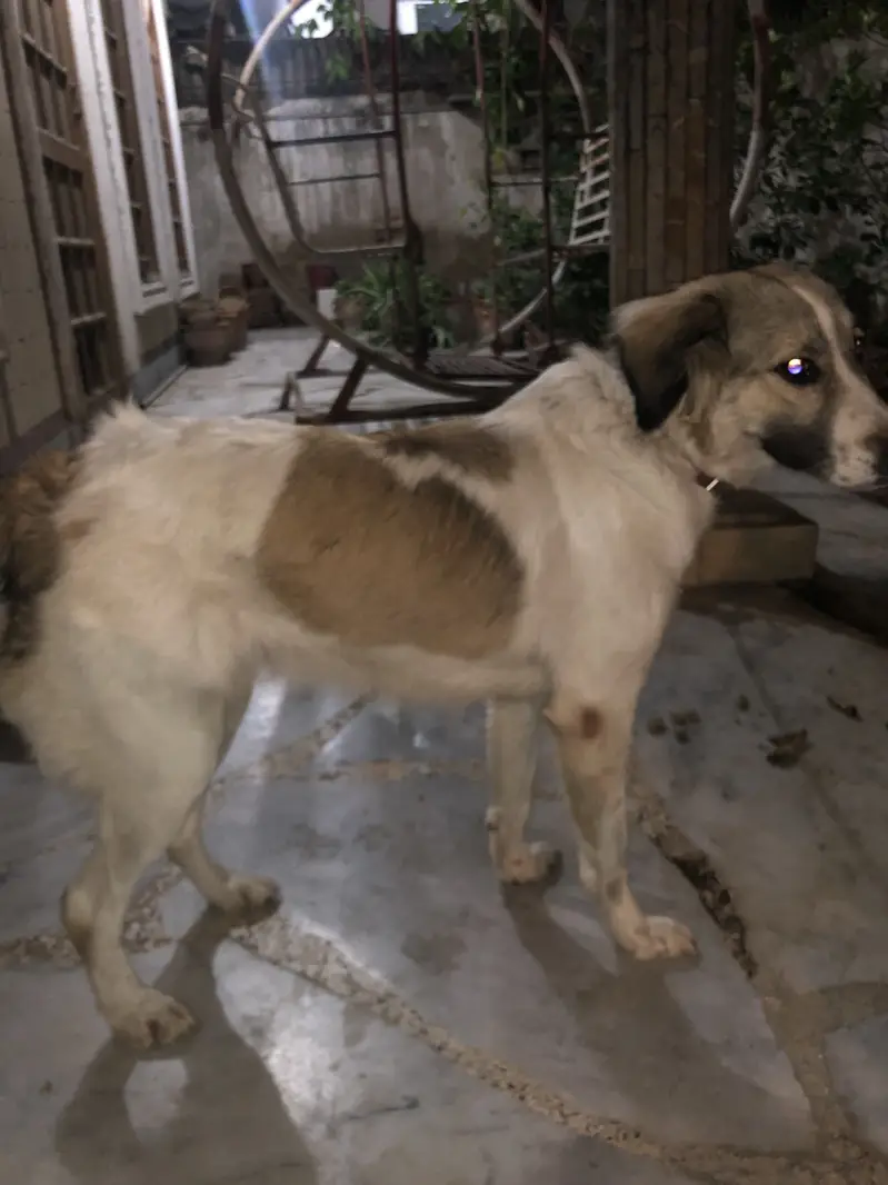 Very playful Afghan Kuchi female dog