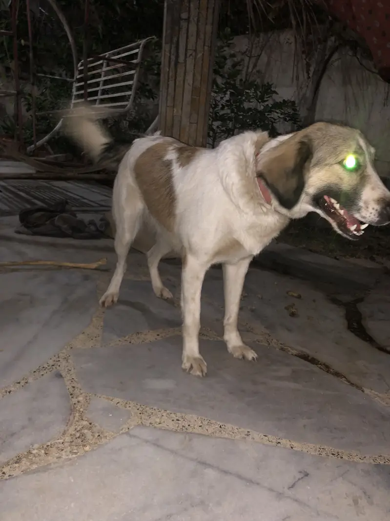 Very playful Afghan Kuchi female dog — photo 2