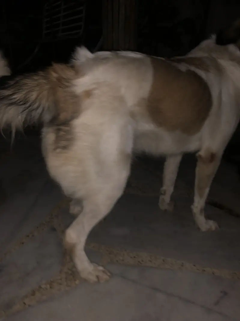 Very playful Afghan Kuchi female dog — photo 3