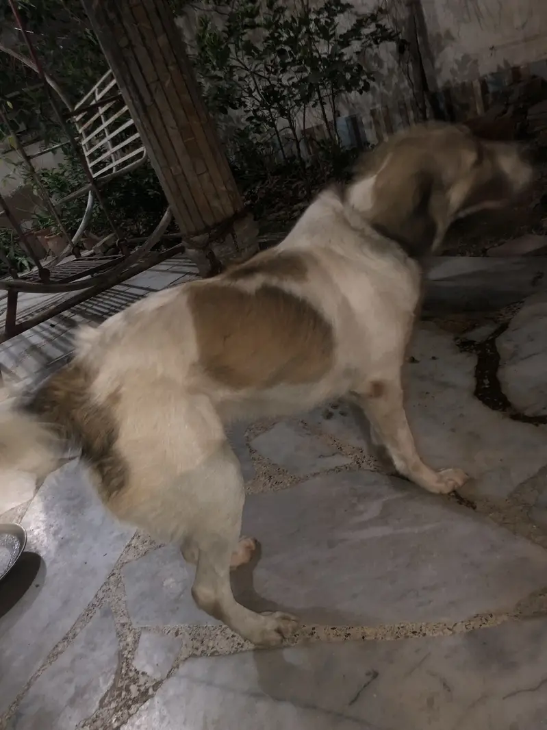 Very playful Afghan Kuchi female dog — photo 4