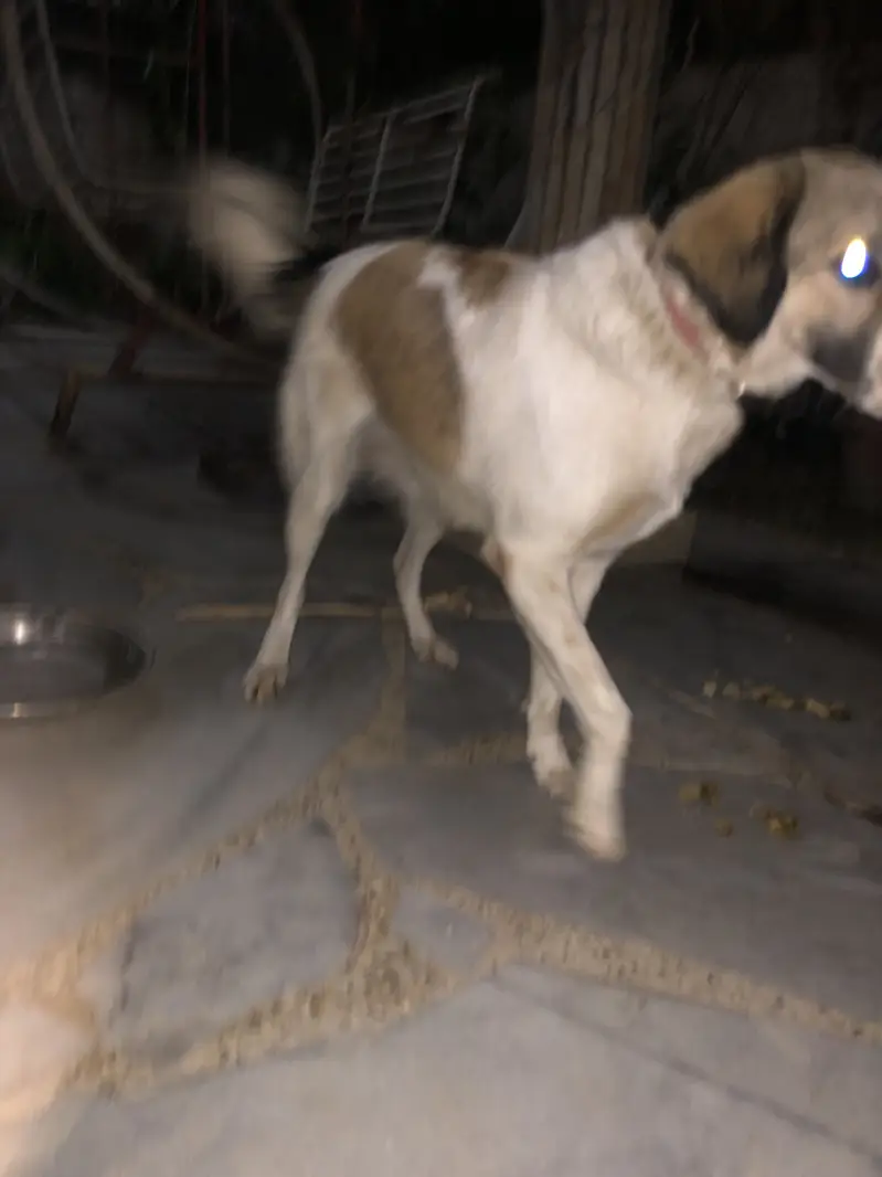 Very playful Afghan Kuchi female dog — photo 5