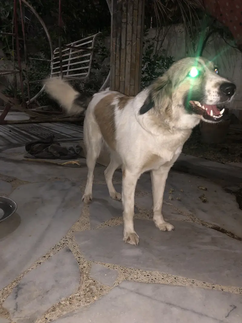 Very playful Afghan Kuchi female dog — photo 6