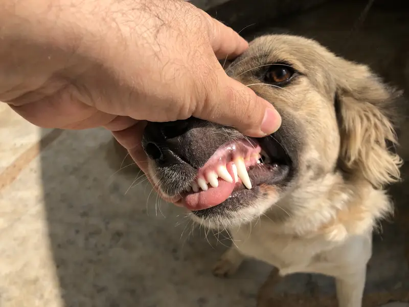 Very playful Afghan Kuchi female dog — photo 7