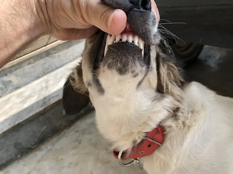 Very playful Afghan Kuchi female dog — photo 8