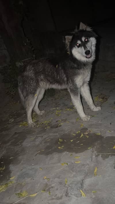 Siperian Hasky male