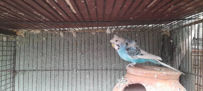 Black wing  hagoromo Male  and HOGOROMO PAIR 03168260955