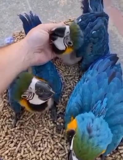 Blue macaw parrot for sale 2 month age Whatsapp no 03291198929