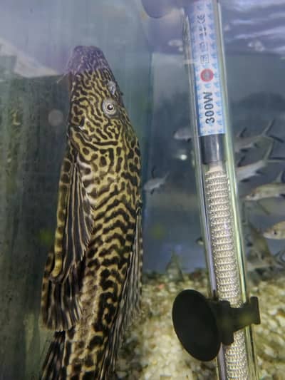 Pleco Mouth Sucker