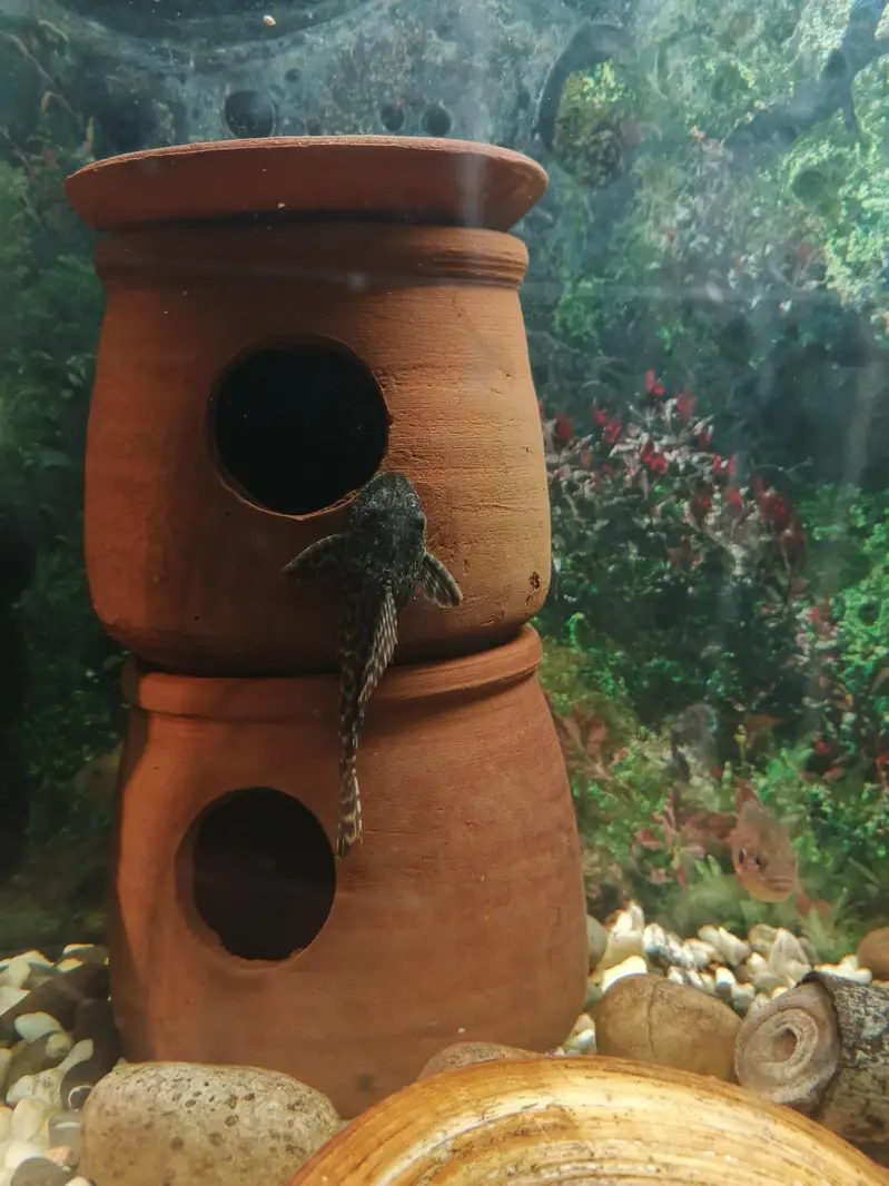 Pleco L 333, L 183, L201 — photo 4