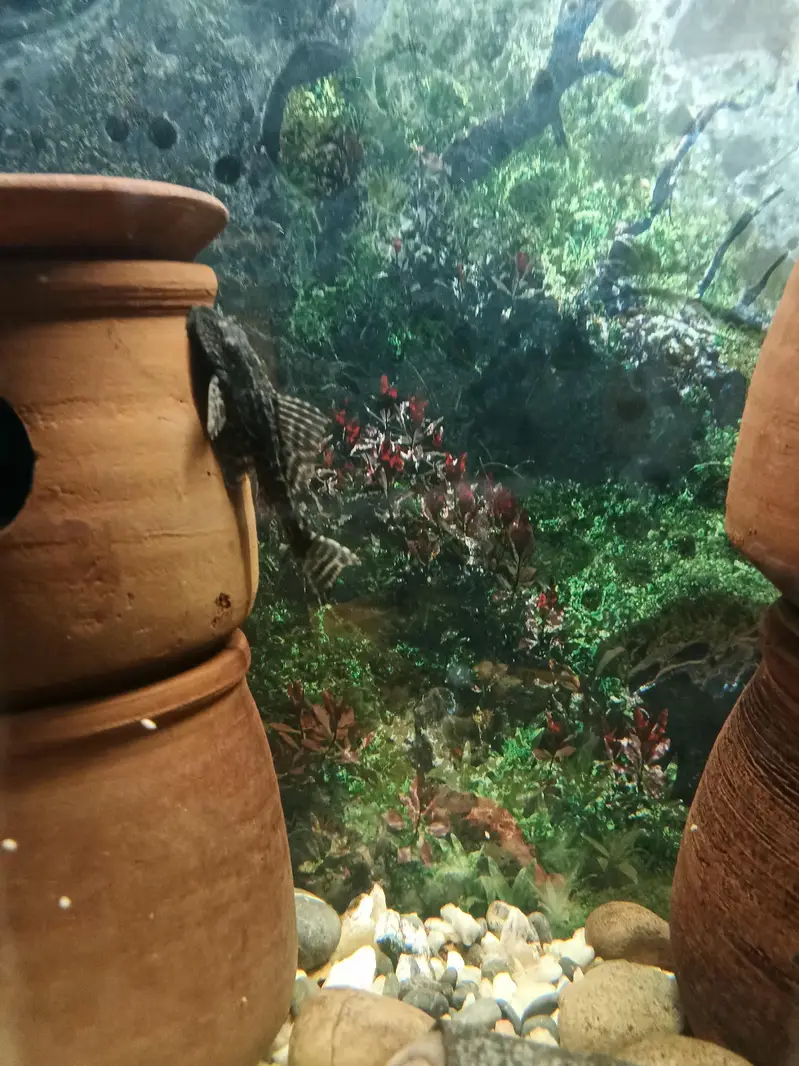 Pleco L 333, L 183, L201 — photo 5