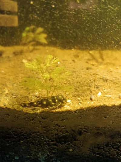 Pleco L 333 L 183