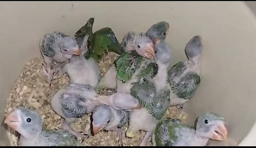 active and healthy parrot