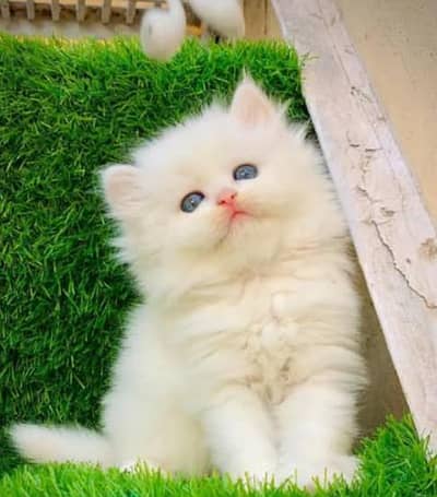Persian kittens triple coted Healthy and Active