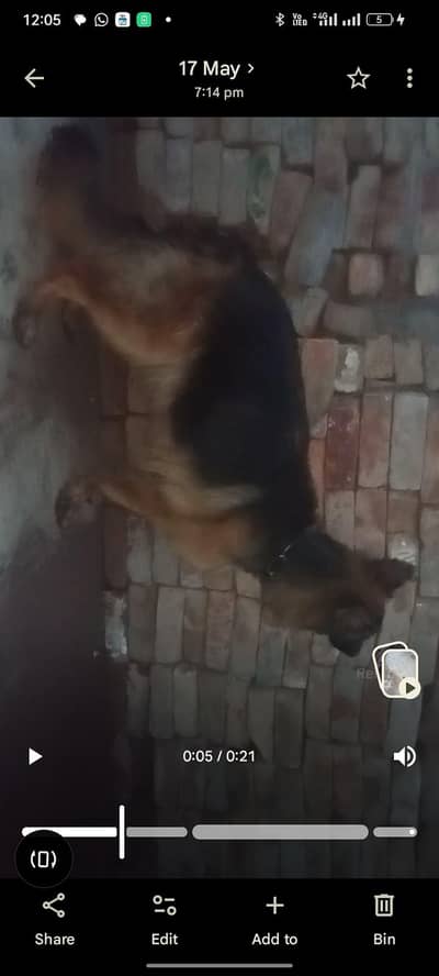 German shepherd long coat Female available age 8 month