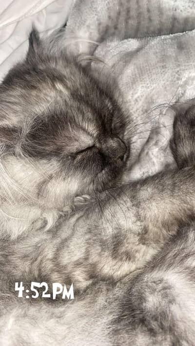 "few months-Old Persian Cat for Sale – Healthy & Friendly" 