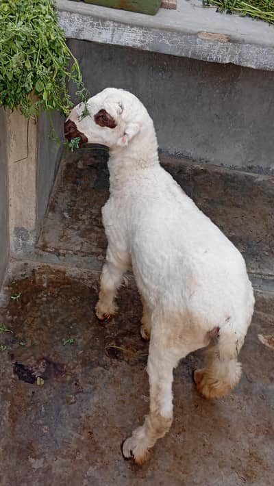Bakri ki Bachi (Putth) & Dumbi For Sale