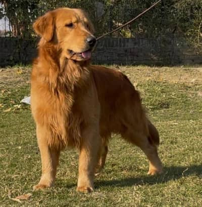 golden Retiever male available confirm stud only stud not for sale