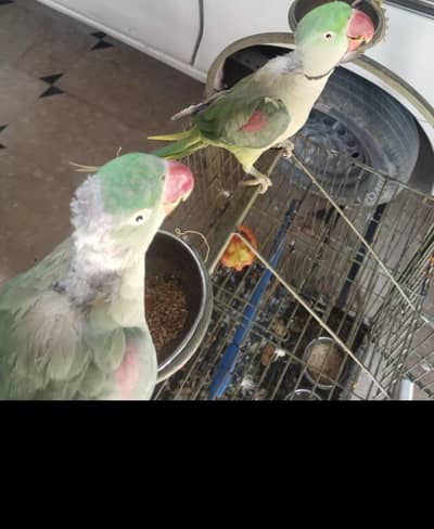 raw parrot